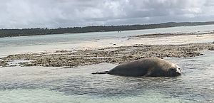 Elefante-marinho é flagrado encalhado na praia de Antunes, em Maragogi; veja vídeos