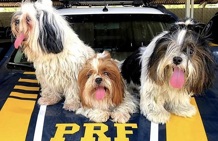 Cães foram resgatados pela PRF