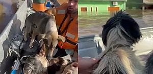 Mais de 6.000 animais são resgatados em áreas inundadas no RS