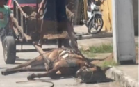 Animal flagrado caído ao chão e preso em carroça não seria vítima de maus-tratos, veja o que diz delegado