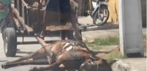 Animal flagrado caído ao chão e preso em carroça não seria vítima de maus-tratos, veja o que diz delegado