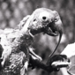 Conheça o papagaio que deu a volta ao mundo e viveu mais de 100 anos