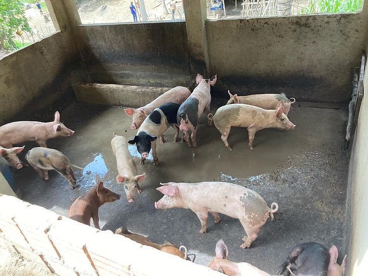 Proprietário foi notificado a retirar os porcos no prazo de 10 dias