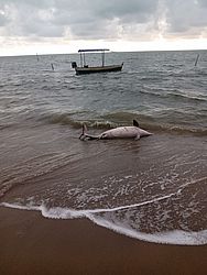 Golfinho encontrado em Porto de Pedras. Foto: Divulgação / Biota