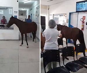 Cavalo entra em unidade de saúde em Maceió e pessoas brincam: "Veio se consultar"; vídeo
