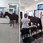 Cavalo entra em Unidade de Saúde em Maceió e pessoas brincam: "Veio se consultar"; vídeo