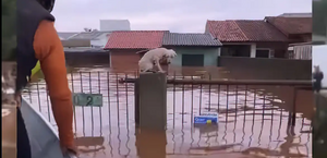 Pelo menos 3,5 mil animais ilhados pela chuva foram resgatados no Rio Grande do Sul
