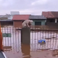Pelo menos 3,5 mil animais ilhados pela chuva foram resgatados no Rio Grande do Sul