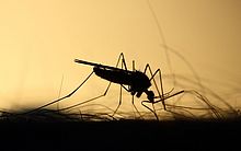 Governo Federal disponibiliza R$ 5,4 milhões para reforçar o combate à dengue em Alagoas