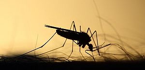 Ministra cita negacionismo ao comentar baixa adesão à vacina da dengue