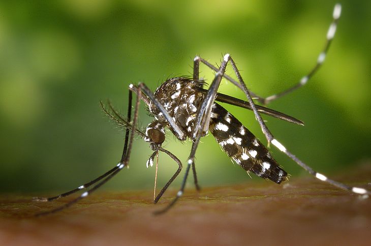 Combate a mosquito é trabalho em conjunto