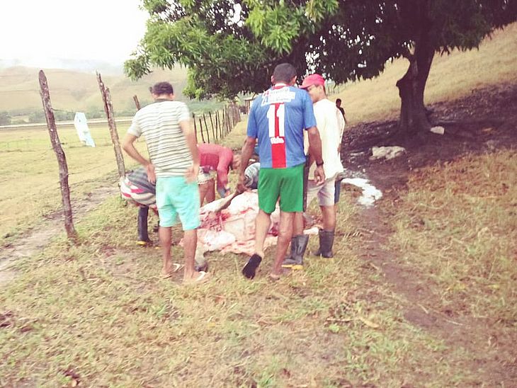 Grupo de pessoas de Santana do Mundaú tenta aproveitar carne de bois mortos por raio