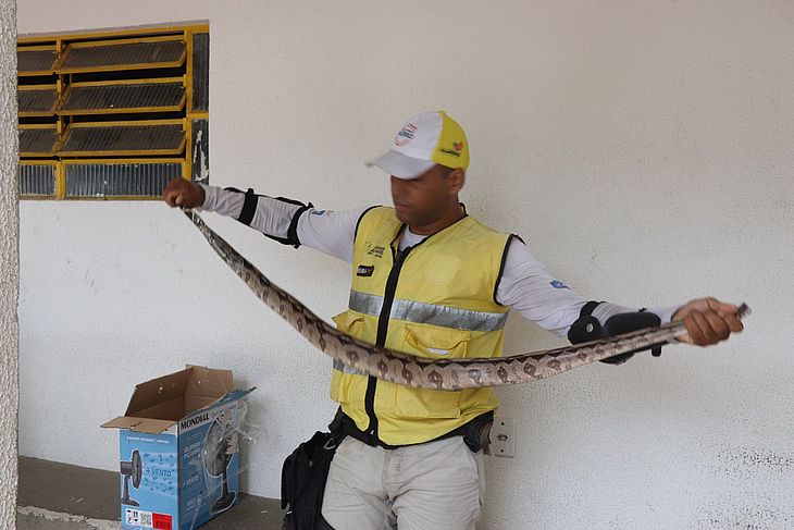Cobra tem 1,5 metro de comprimento e foi resgatada pelo Ronda no Bairro