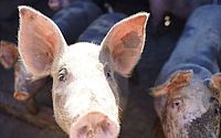 Fiscalização interdita matadouro de porcos em Ouro Branco