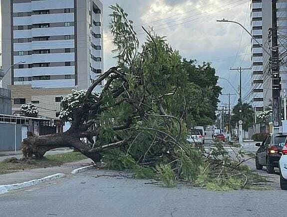 Árvore caiu e bloqueou uma rua na Serraria