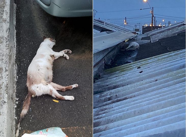 Moradores de condomínio em Maceió denunciam envenenamento de cães e gatos