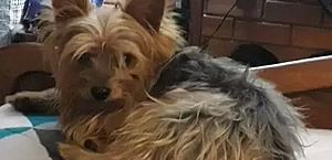Cão dado como morto por pet shop aparece vivo após dias