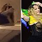 Madonna acena e manda beijos para fãs ao se despedir, no Copacabana Palace
