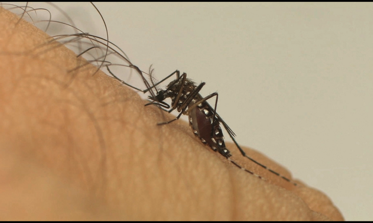 As três viroses são transmitidas pelo mesmo vetor, o Aedes aegypti