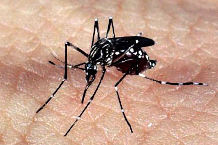 Aedes aegypti  