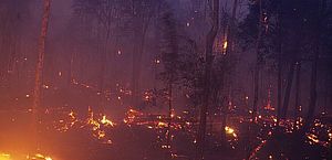 Europa apresenta mais de 660 mil hectares de florestas queimadas