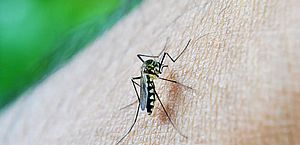 Minas se aproxima dos 100 mil casos de dengue e tem 32 mortes pela doença