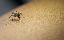 Dengue: como os mosquitos 'Aedes' decidem onde colocar seus ovos