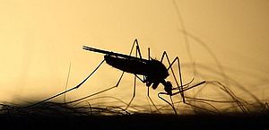 Sesau investiga sete mortes por suspeita de dengue em Maceió e mais cinco municípios 