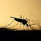 Sesau investiga sete mortes por suspeita de dengue em Maceió e mais cinco municípios 