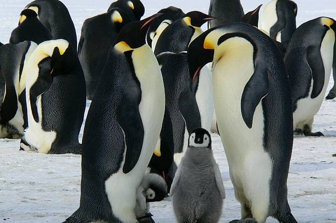 O pinguim-imperador é um exemplo de animal que, de acordo com os pesquisadores, enfrentará grandes dificuldades para sobreviver em uma Antártica mais quente. 