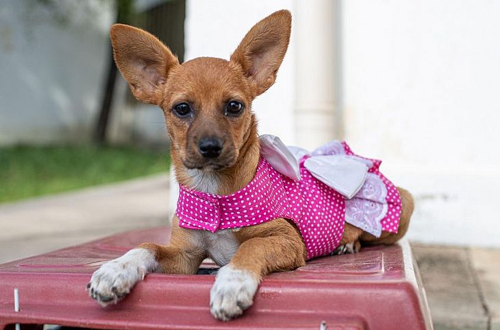 Gabinete da Causa Animal e UVZ asseguram a castração dos pets que são adotados nas feiras