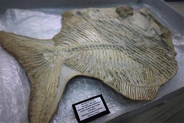 O fóssil estará disponível no museu de Cariri para apreciação dos pesquisadores e visitantes