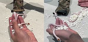 Saco de cobras é encontrado na calça de um passageiro em aeroporto de Miami