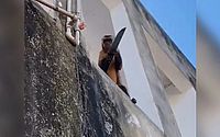 Vídeo: macaco é visto “amolando” faca e assusta moradores no Piauí