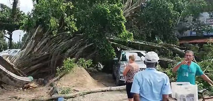 A árvore de grande porte tombou e caiu por cima de um veículo e de um depósito de material de construção