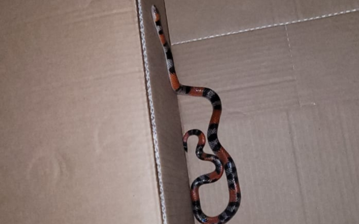 Cobra foi capturada e devolvida à natureza 