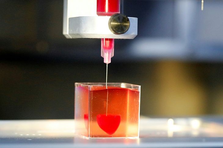 Os cientistas apresentaram à imprensa o coração inerte do tamanho de uma cereja imerso em um líquido 