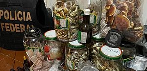 PF faz operação contra venda de cogumelos alucinógenos pela internet