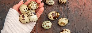 Veja os benefícios do ovo de codorna para a saúde