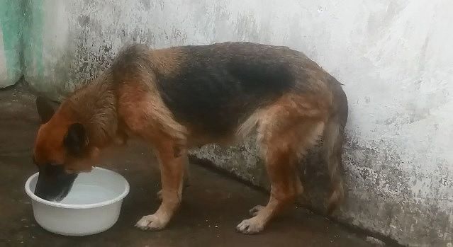 Um dos cães bebe água após ser resgatado em terreno na Ponta da Terra