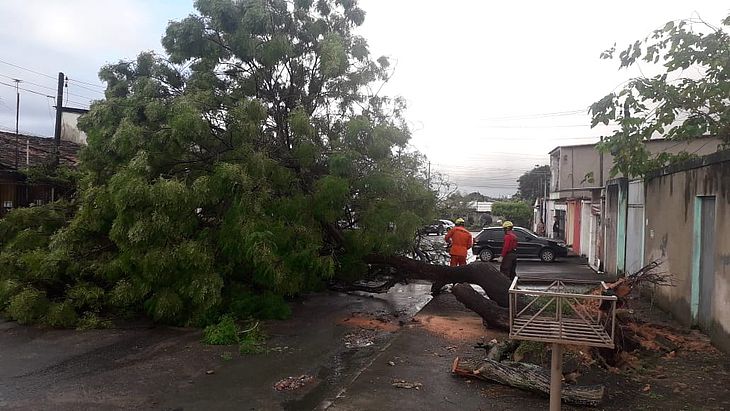 Árvore obstruiu via no Tabuleiro do Martins; ninguém ficou ferido