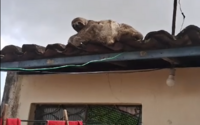 Bicho-preguiça é flagrado escalando telhado de residência; veja vídeo 