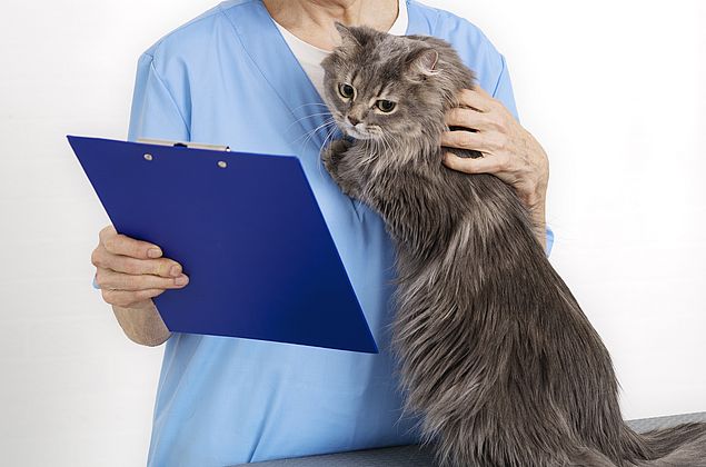 Indiciada falsa médica veterinária denunciada por tutora de gata morta após cirurgia
