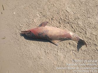 Golfinho encontrado na Barra de Santo Antônio. Foto: Divulgação / Biota