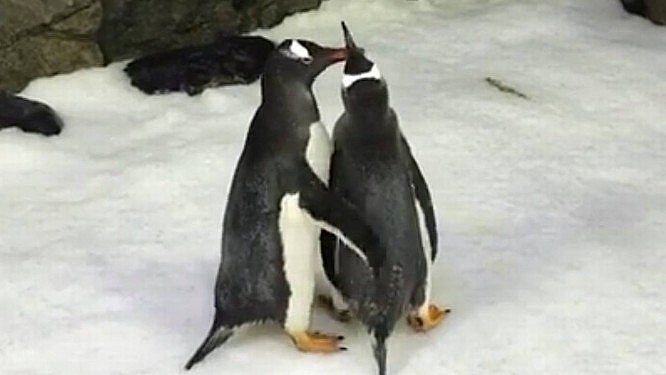Casal de pinguins gays vive na Austrália