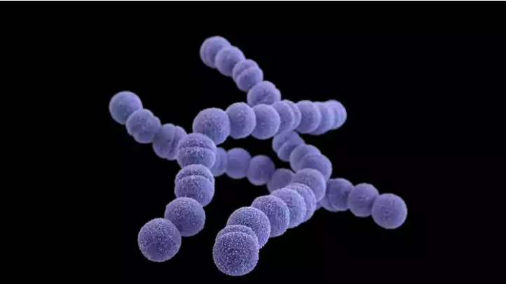 Bactéria Streptococcus pyogenes