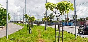 Braskem planta mais de 1.800 árvores em Maceió