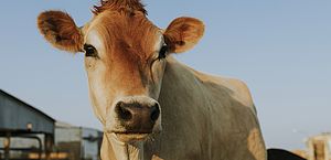 País da Europa vai taxar fazendeiros em mais de R$ 500 por vaca para compensar emissão de carbono