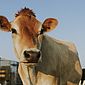 País da Europa vai taxar fazendeiros em mais de R$ 500 por vaca para compensar emissão de carbono