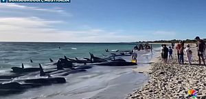 Mais de 160 baleias são encontradas encalhadas em praia da Austrália